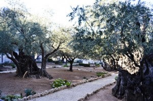 The group also visited the Garden of Gethsemane in 2011. 