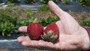 "I love picking the big berries that can fit in the palm of your hand and taste delicious," J.D. Shaw said.