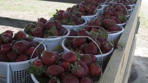 For those interested in picking their own berries, Sunshine Farms charges $9 for a one-gallon "busket" or $11 for berries that have already been picked.