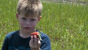 Gaige Littleton, 4, visited the strawberry patch at Sunshine Farms in Chilton County on Thursday.