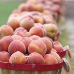 About 28 baskets of peaches were entered in the 2015 Peach Auction.