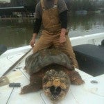Prewett was using “limb lines” fishing for catfish when he accidently stumbled upon a nearly 200-pound alligator snapping turtle.