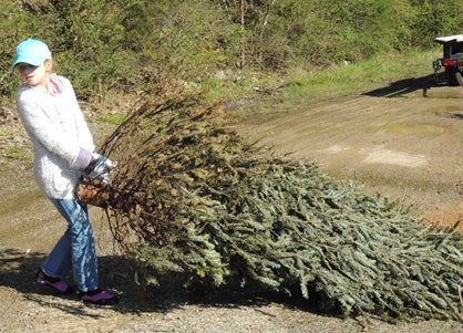 Helping out: Samantha Westbrook helps with trees that are to be dropped into Lake Mitchell for fish habitats.