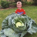 6-15 cabbage