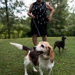 Dog walk: Sandra Shaffer walks Belle the beagle and several other dogs around the yard at 2nd Chance Animal Sanctuary.