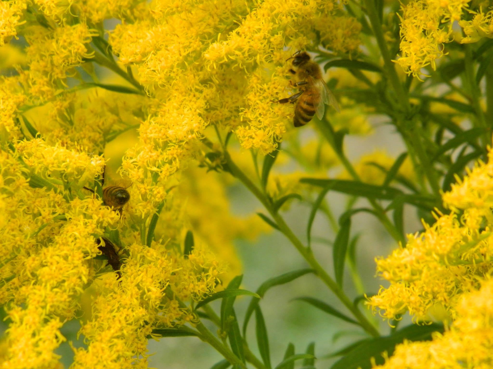 A Chilton County honey bee cleaning local Golden Rod and filling the pockets on its legs with pollen. (ELISABETH ALTAMIRANO-SMITH |CONTRIBUTED)